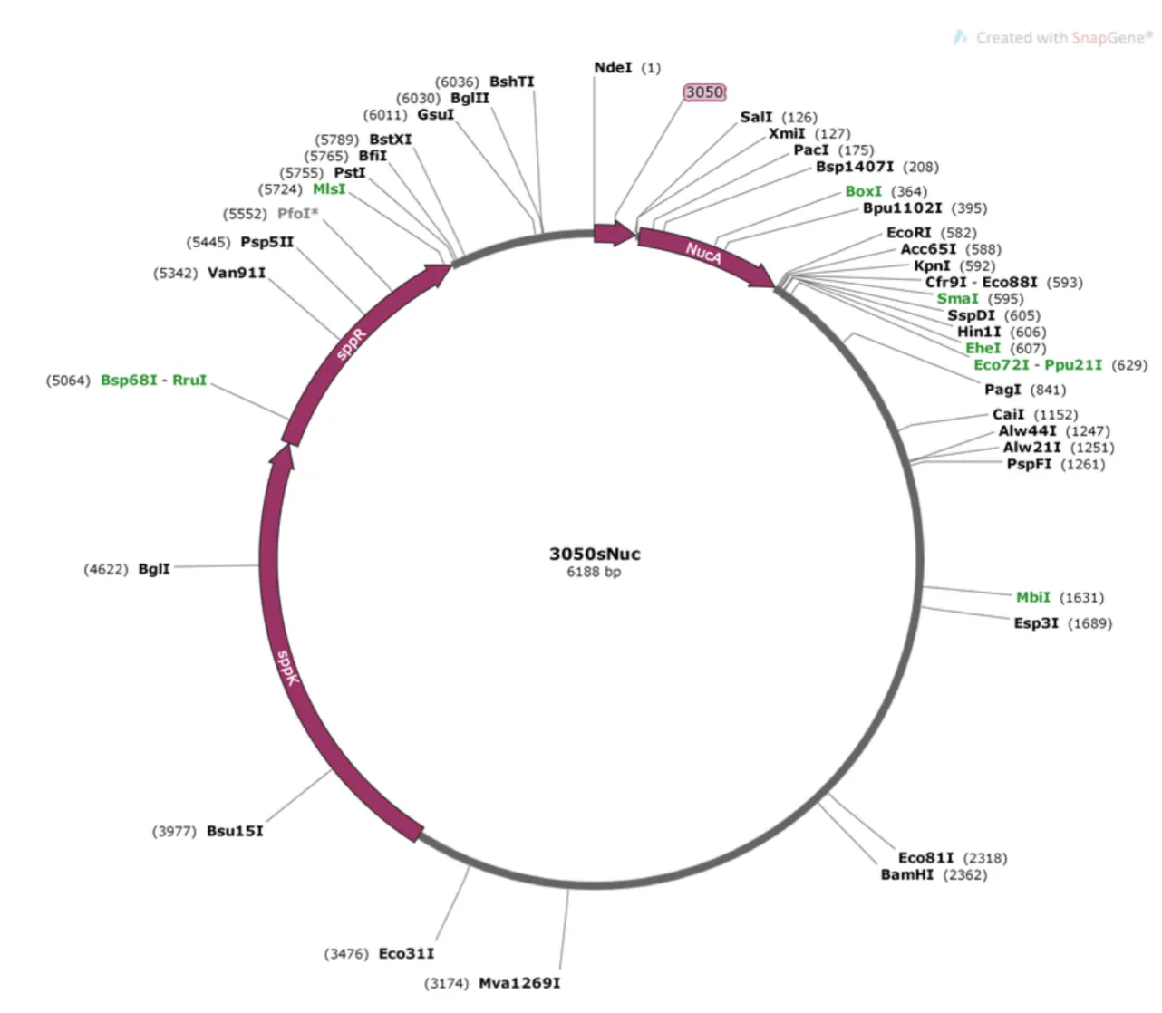 First iteration of IL-10 plasmid design