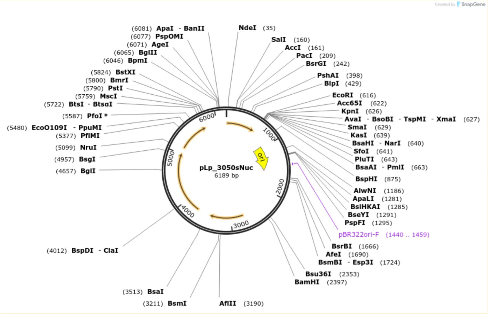 Second iteration of IL-10 plasmid design